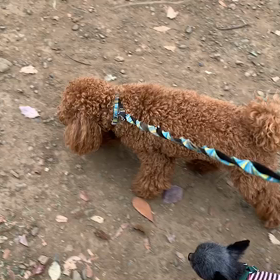 ♪11わんこと120分遠足♪代々木公園♪の画像