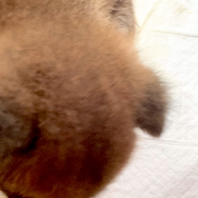 柴犬ベイビーくんおやつタイム！の画像