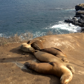 あざらしと海の画像