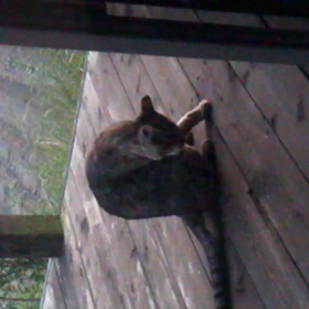 マタタビ石？の画像