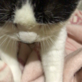 もみもみの画像