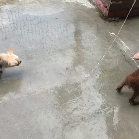 ある夏の幼稚園の凛の画像