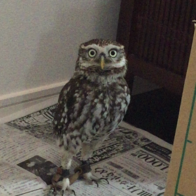 フクロウとの生活①の画像