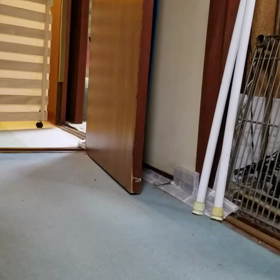 チョコた〜ん♡の画像