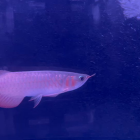 眠すぎる❓の画像