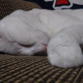 爆睡～～の画像