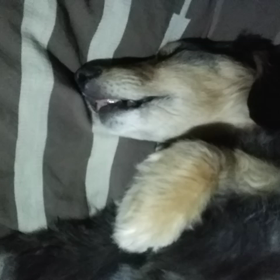 どんな夢の画像