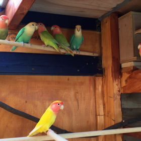 コザクラインココロニーの画像