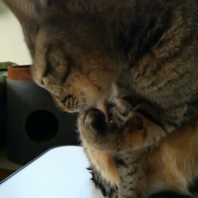 しつこい漢リクの画像