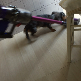 掃除機に威嚇の画像