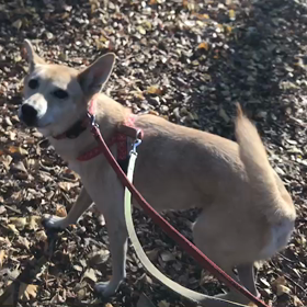 ♪お散歩動画♪代々木公園♪②の画像