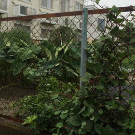 今朝の雨の画像