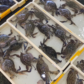 豊浜朝市の様子！2022.6.5の画像