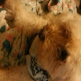 咳の回数の変化　～咳の動画あり～の画像