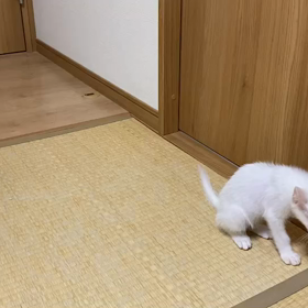 ニコちゃん良くなりましたの画像
