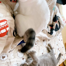 ゼウスくんとラムちゃんの画像