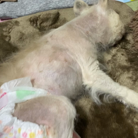 めいについての画像