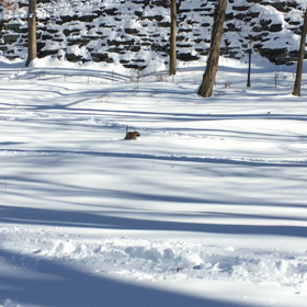 雪遊び。の画像