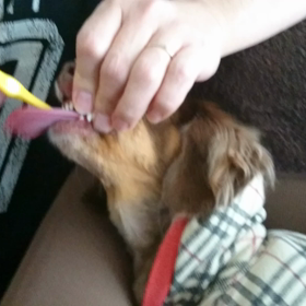 初の歯磨き動画☆の画像