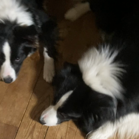 全てのボーダーコリーがかわいいの画像