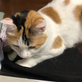 都の犬芸の画像