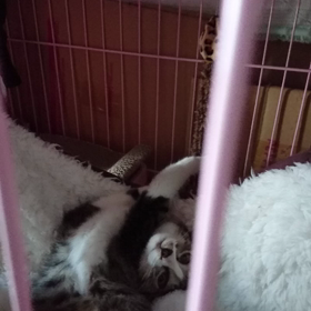 心春の癒しの画像