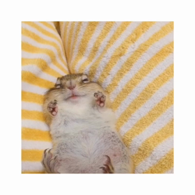 シマリスぷぅ寝落ちする瞬間♡の画像