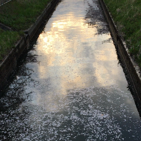 咲いたサクラは…の画像