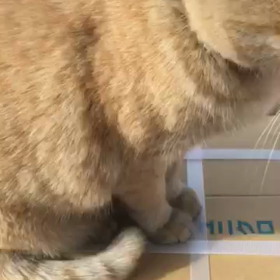 番外編②の画像