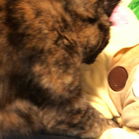 あっちもこっちもの画像