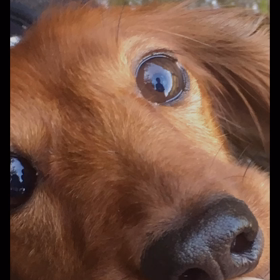 マロンデーの画像