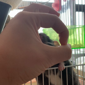 見てほしい我が家のネズミの画像