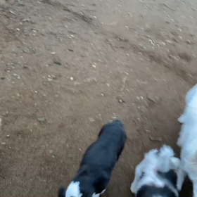 2月16日11わんこと2時間遠足　　代々木公園の画像