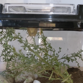 カエルニッキの画像