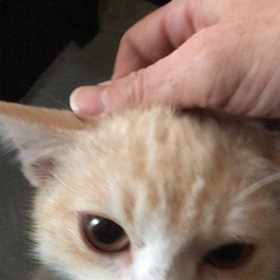 ラッキーくん無事帰宅！の画像