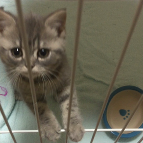 おるすばんの画像