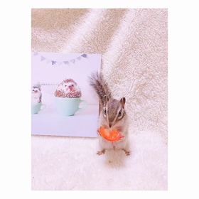 ちょこの必殺技♪の画像