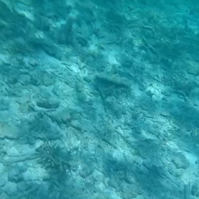 宮古島の極上水中景色!の画像