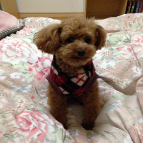 おバカちゃんほど可愛いのよの画像