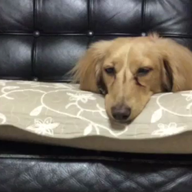 メリークリスマスの画像