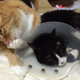 肉球吸いの画像