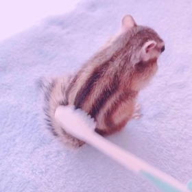 ももたんブラッシング♪の画像