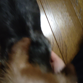 サンちゃんの催促の画像