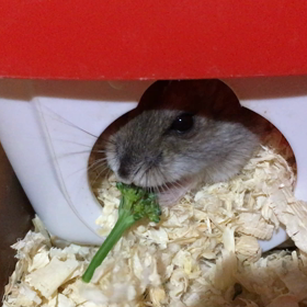 ブロッコリーん⁉️の画像