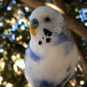 ガーコちゃんはお外大好き！の画像