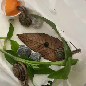 カタツムリの画像