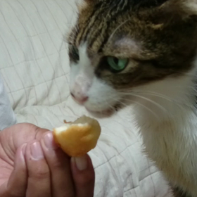 アメブロでびゅ～╰(*´︶`*)╯の画像