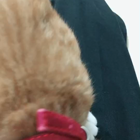 ショコラちゃん、甘えん坊さん❤️の画像