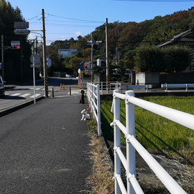 あと追い吠えの断捨離の画像