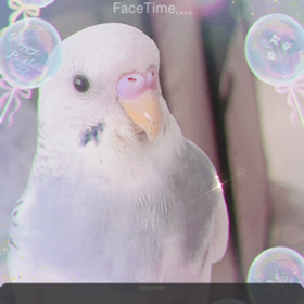 吉兆動画遊びの画像